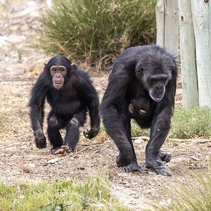 Chimpanzees 'Hope', 'Hannah' and 'Happy'