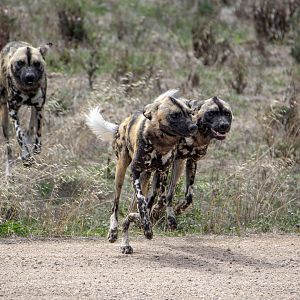 Painted dogs