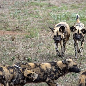 Painted dogs