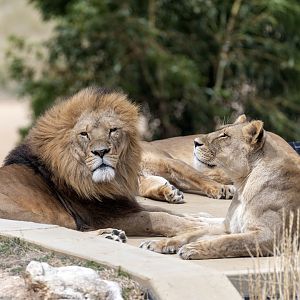 African lion 'Kashka' and lioness