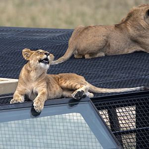 African lion 'Malkia'
