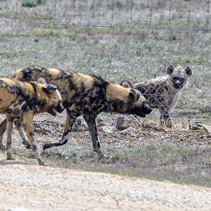 Hyena cub 'Jabali' meets with painted dog neighbours