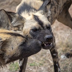 African Painted Dog