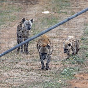 Spotted Hyena 'Gamba', 'Forest, and 'Jabali'