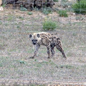 Spotted Hyena 'Jabali'