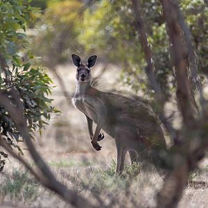 Wild Western Grey Kangaroo
