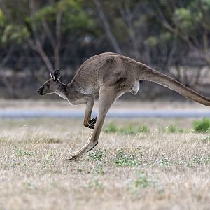 Wild Western Grey Kangaroo