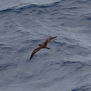 Wedgetail Shearwater