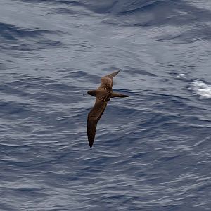 Wedgetail Shearwater