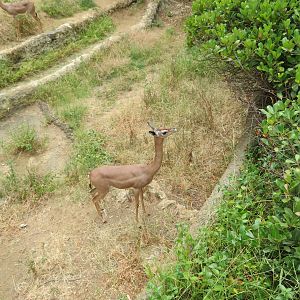 Gerenuk