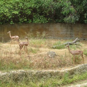 Gerenuk Exhibit
