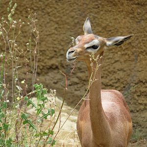 Gerenuk