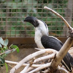 Von der Decken's Hornbill