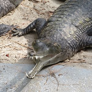 Indian Gharial