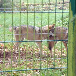 Eurasian Wolves playing