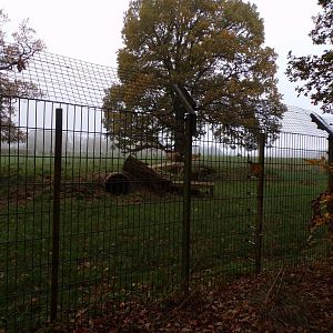 Eurasian wolf enclosure (2)