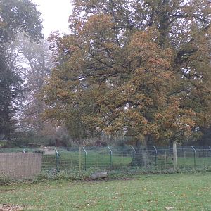 Eurasian wolf enclosure (3)