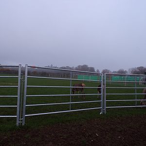 Second red deer enclosure (2)
