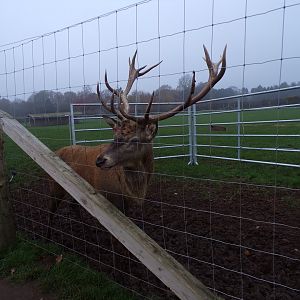 Red deer stag