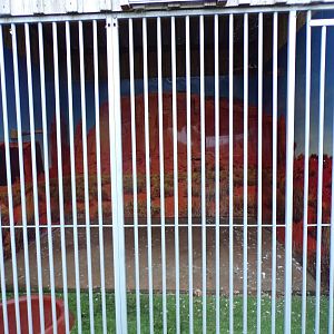 Harris hawk enclosure