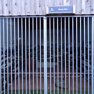 Snowy owl enclosure