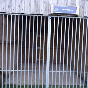 Second Saker falcon enclosure