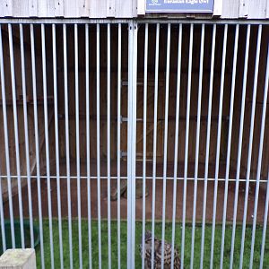 First Eurasian eagle owl enclosure