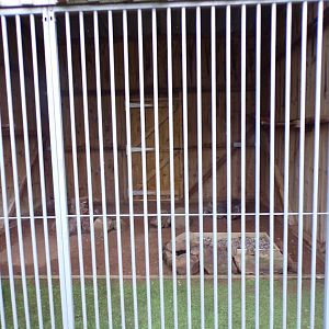 Straited caracara enclosure