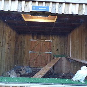 Snowy owl cage