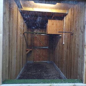 American kestrel cage