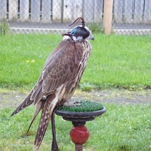 Tethered Saker falcon