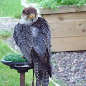 Tethered Lanner falcon