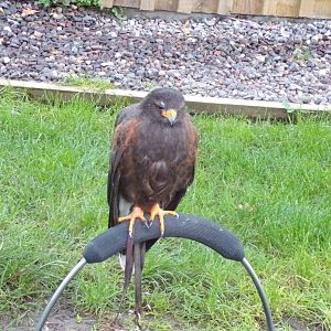 Tethered Harris hawk