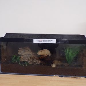 Giant African land snail enclosure in education room