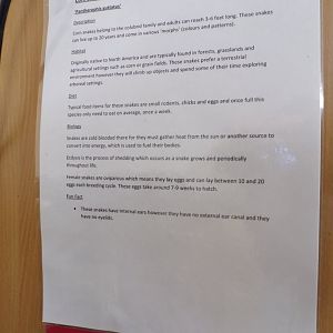 Corn snake signage in education room