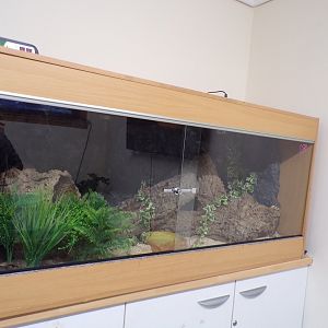 Corn snake enclosure in education room