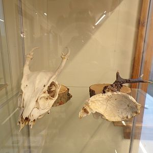 Deer skulls in education room