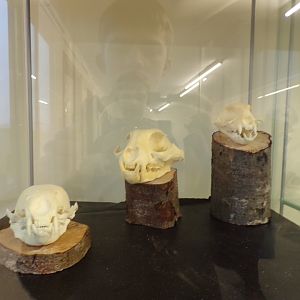 Carnivore skulls in education room