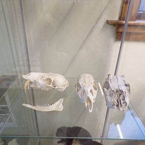 Herbivore skulls in education room