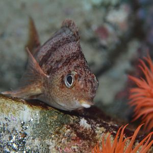 Barred fingerfin (Cheilodactylus pixi)