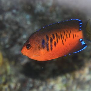 Mango angelfish (Centropyge shepardi)