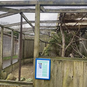 Northern white-faced owl aviary 010323