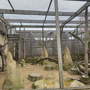 Northern ground hornbill aviary 010323