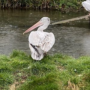 Pink-backed pelican 010323