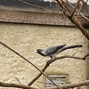 Western plantain-eater 010323