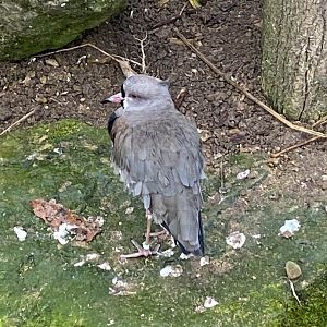 Southern lapwing 010323