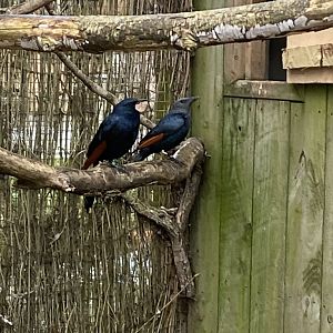 Red-winged starlings 010323