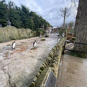 King penguins 010323