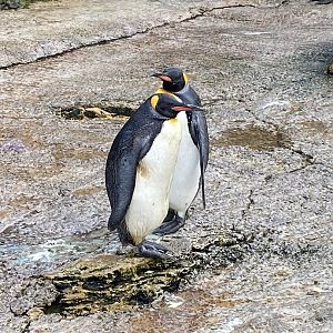 King penguins 010323