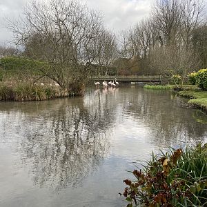 Flamingo enclosure 010323